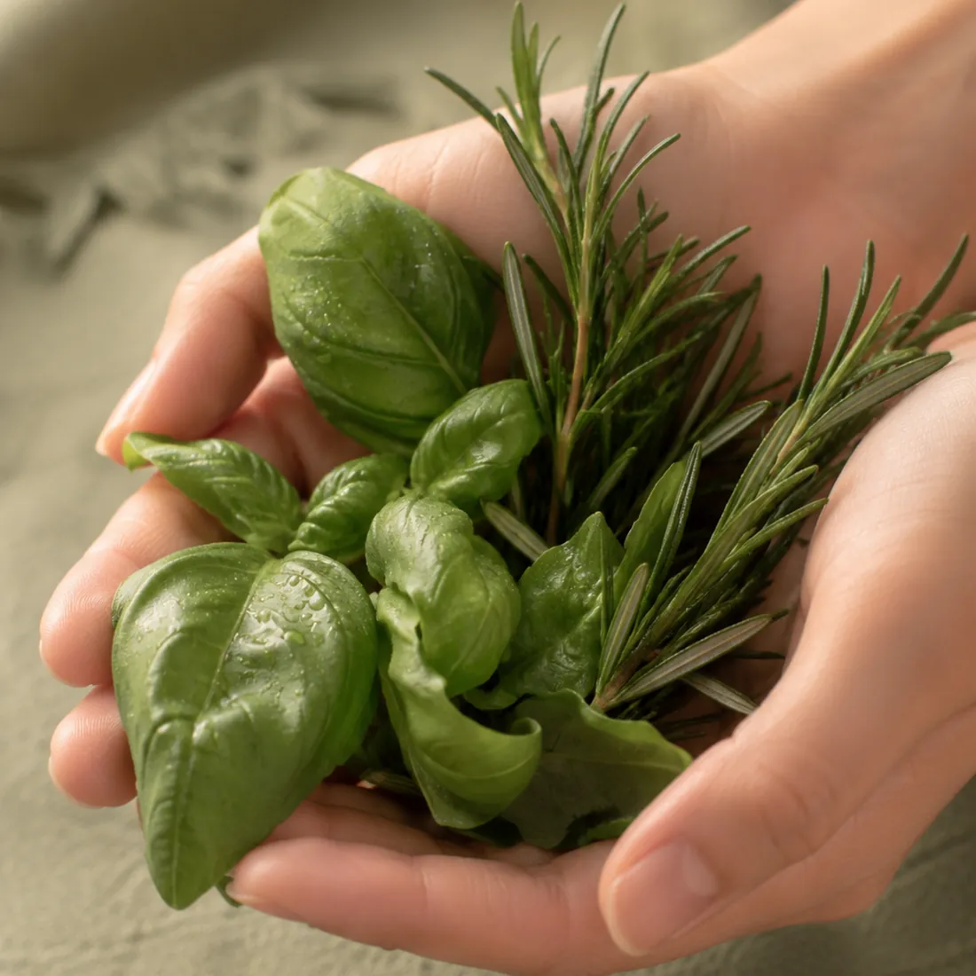 Cupped hands holding fresh basil and rosemary